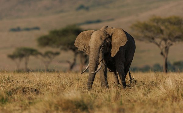 Où suivre un stage de photographie de faune sauvage en Afrique du Sud?